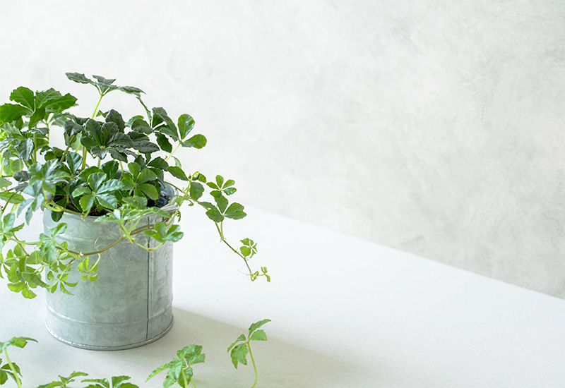 観葉植物を置くメリット2