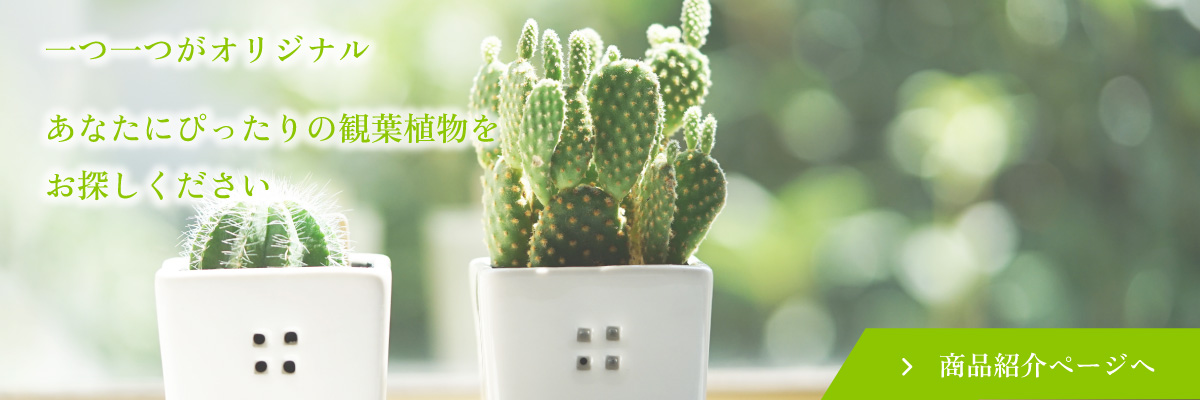 また一つ一つがオリジナルなのであなたにぴったりの観葉植物は絶対見つかるはずです！是非商品紹介ページをご覧ください。商品紹介ページへ