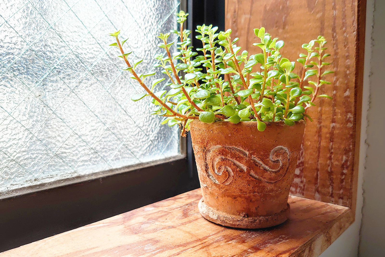 観葉植物を置くメリット